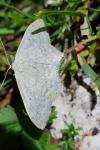 Scopula incanata