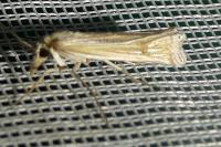 Ancylolomia
