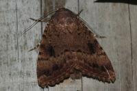 Amphipyra berbera svenssoni