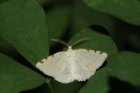 Stegania trimaculata