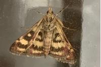 Pyrausta ostrinalis
