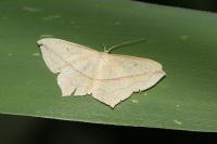 Timandra comae