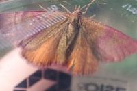 Lythria cruentaria