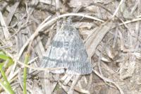 Orenaia helveticalis gedralis