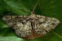 Peribatodes ilicaria ilicaria