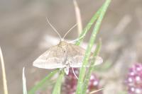 Pyrausta aerealis