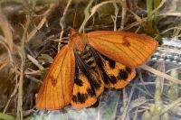 Diacrisia sannio