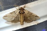 Drymonia obliterata