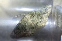 Cleorodes lichenaria