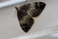 Dysstroma truncata