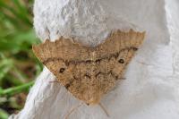 Odontopera bidentata