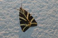 Euplagia quadripunctaria