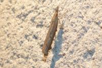 Pediasia contaminella