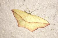 Timandra comae