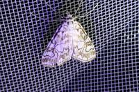 Elophila nymphaeata