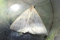 Macrochilo cribrumalis