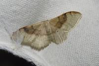 Idaea degeneraria
