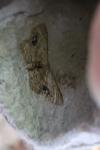 Idaea dimidiata