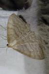 Idaea macilentaria