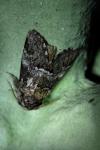 Drymonia dodonaea