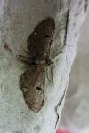 Eupithecia assimilata