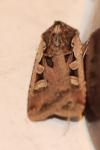 Euxoa obelisca obelisca