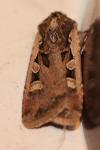 Euxoa obelisca obelisca