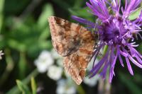 Euclidia glyphica