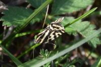 Emmelia trabealis