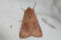 Mythimna albipuncta