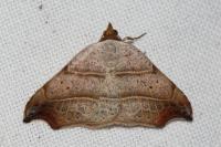 Laspeyria flexula