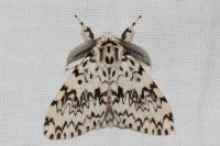 Lymantria monacha