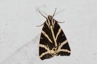 Euplagia quadripunctaria