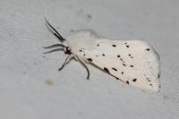 Spilosoma lubricipeda