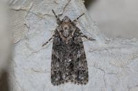 Acronicta rumicis