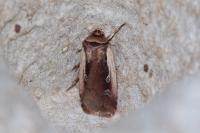 Ochropleura plecta