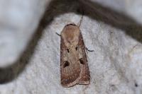 Agrotis exclamationis exclamationis