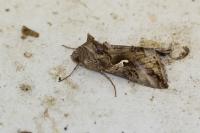 Autographa gamma