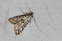 Elophila nymphaeata