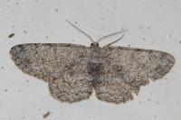 Hypomecis punctinalis