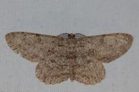 Hypomecis punctinalis