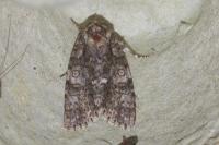Acronicta rumicis