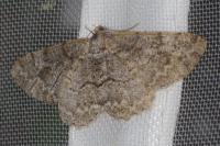 Alcis repandata