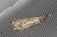 Catoptria falsella