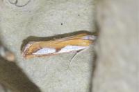 Catoptria pinella