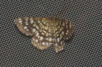 Chiasmia clathrata