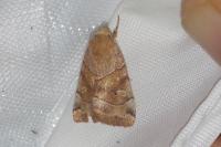 Cosmia trapezina