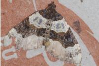 Cosmorhoe ocellata