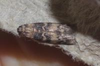 Euzophera pinguis