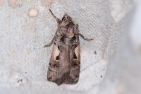 Xestia c-nigrum